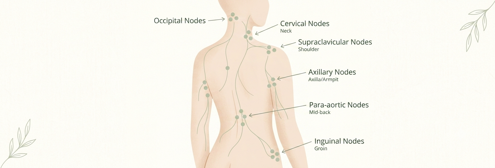 Minimalist illustration of the body's lymph node pathways on a clean cream background